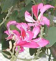    (Bauhinia variegata)