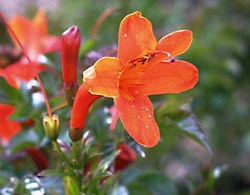   (Bignonia capensis)