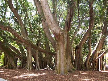   (Ficus bengalensis)