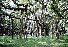   -  (Ficus bengalensis)