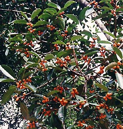   (Ficus bengalensis)