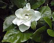   (Gardenia sp.)