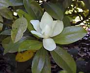   (Magnolia grandiflora)