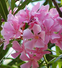    (Nerium oleander)