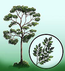   () (Pterocarpus soyauxii)