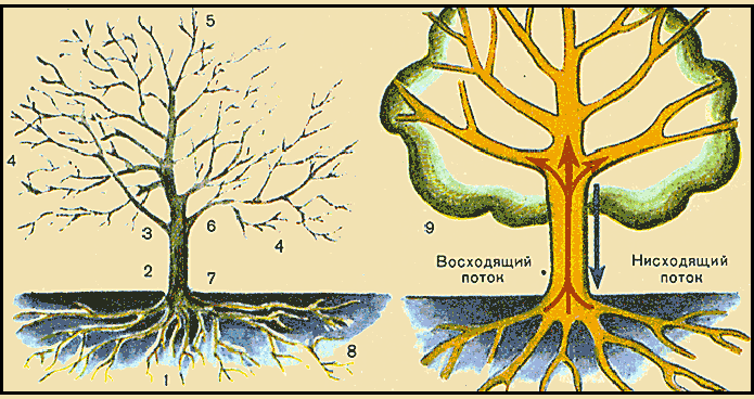 Основные органы плодового дерева и передвижение 