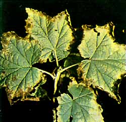 Типичные симптомы К-дефицита на листьях красной смородины 
