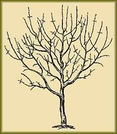 Выращивание плодовых деревьев, привитых на слаборослых подвоях.