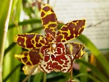 Cattleya orhid