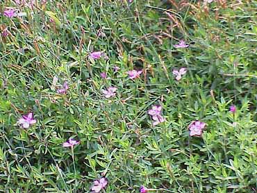 Гвоздика- травянка Dianthus-deltoides-e