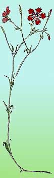 Dianthus deltoides