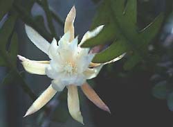 Epiphyllum anguligum