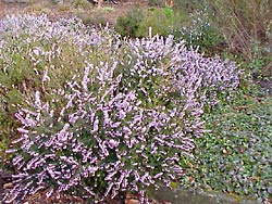 Erica herbacea