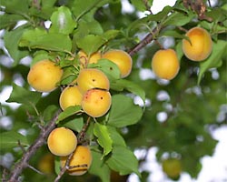 Prunus armeniaca ()