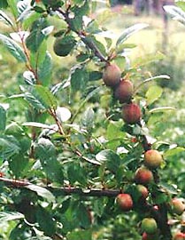 Prunus cerasifera ()