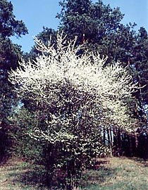 Prunus insititia ()