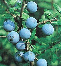 Prunus spinosa ()