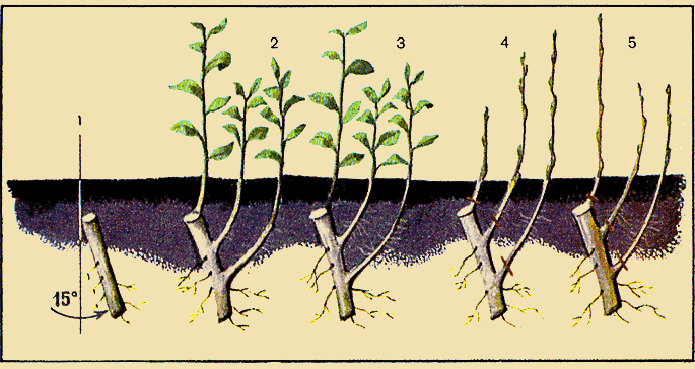 Размножение вишни черенками