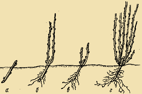 Схема выращивания саженцев смородины 