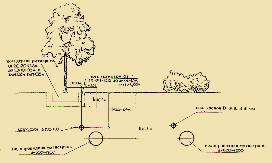 Размещение растений в зоне водопроводных сетей.