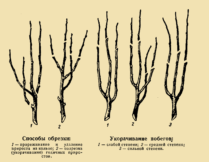 Виды крон деревьев и основные приемы формирования