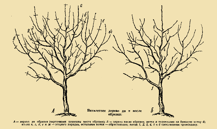 Пятилетнее дерево до и после обрезки