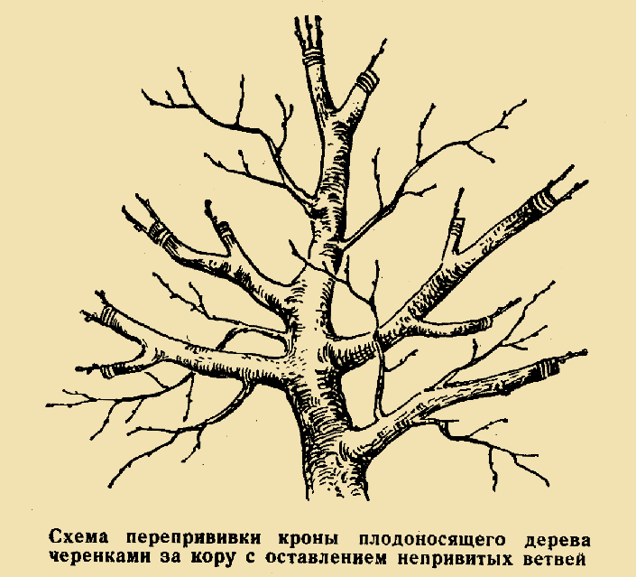 Схема перепрививки кроны плодоносящего дерева черенками за кору